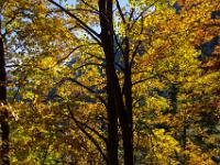 Goldene Buchen im Gegenlicht